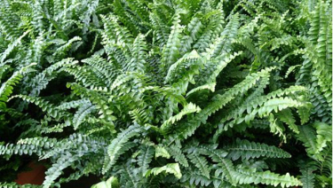 Bathroom plants that absorb moisture Boston fern