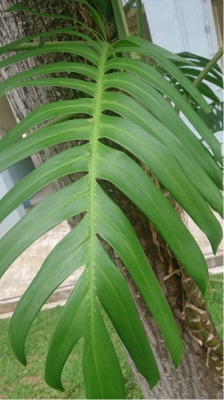 Bathroom plants that absorb moisture Dragon plant