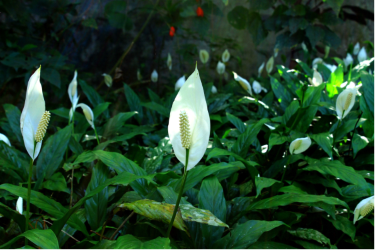 Peace lilly