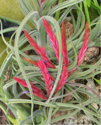 Tillandsia Plant