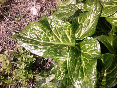 variegated leaves