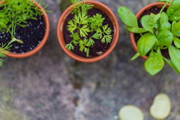 herb gardening for beginners herbs in little pots
