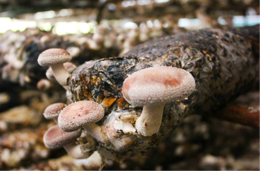 mushroom growing on dead plant material