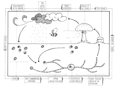 how do fungi get their food reproduction cycle in fungi