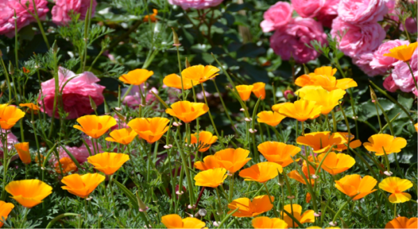 How to start a vegetable garden from scratch California Poppy