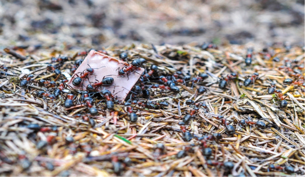 How to get rid of ants naturally ants on top of chocolate