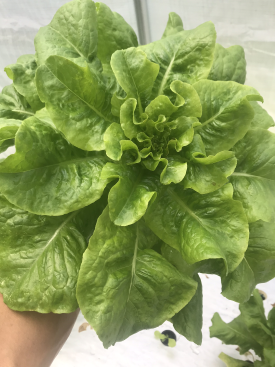 How to grow hydroponic lettuce successfully butternut crunch 