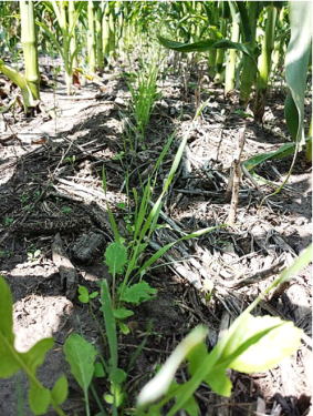 Cover Crop at a corn farm