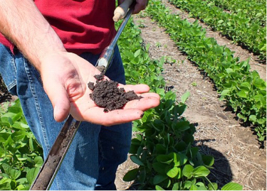 Soy bean fields with healthy soil