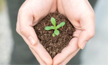 Soil health Plant in healthy soil