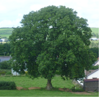 Ash Tree