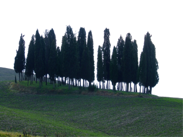 Italian Cypress