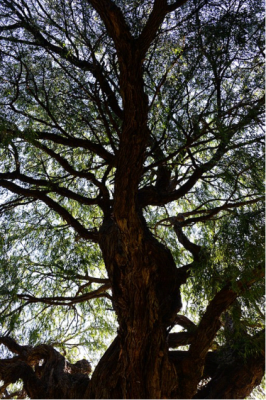 Tree meanings willow tree