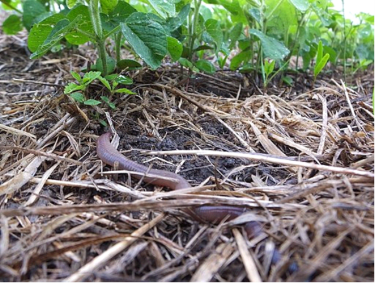 No Till Garden