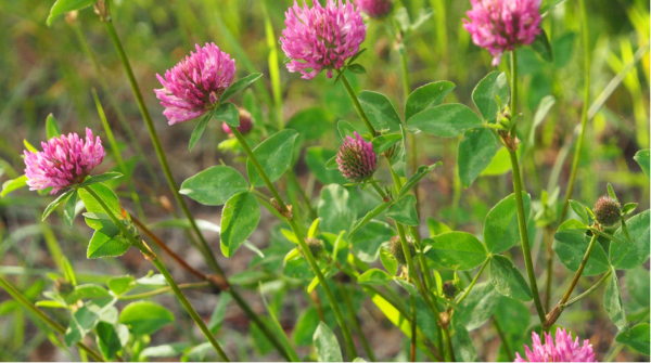 Edible Weeds Red Clover