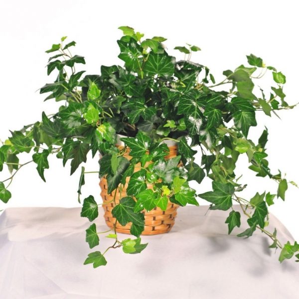 english ivy, dehumidifying plant