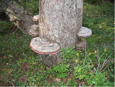 shelf fungi growing on tree