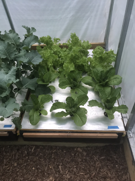 how to grow hydroponic lettuce kale romaine 