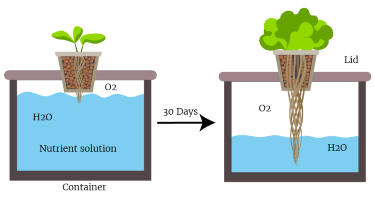 how to grow hydroponic lettuce root and air illustration