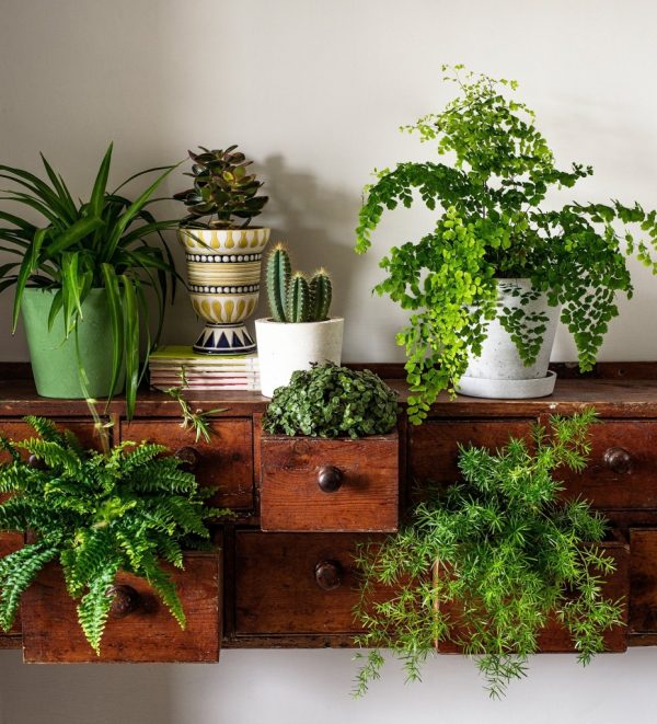 indoor plants as natural dehumidifier
