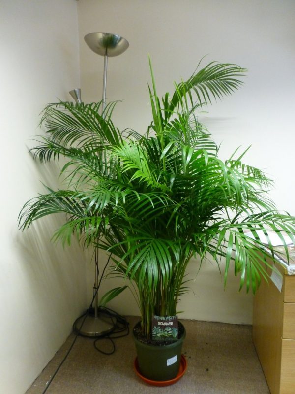 reed palm dehumidifying plant