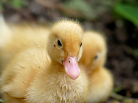 ducklings love slugs