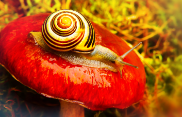 snail o a red mushroom