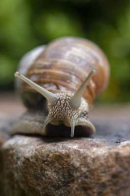 what attracts slugs snail on a rock