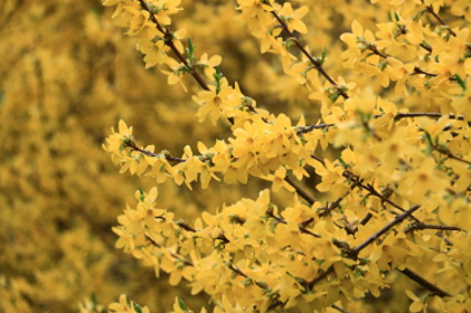 forsythia bush yellow bell