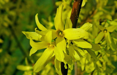 forsythia golden bell