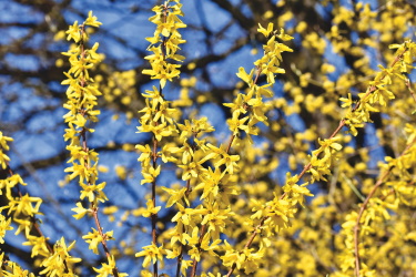 forsythia leaves and braches