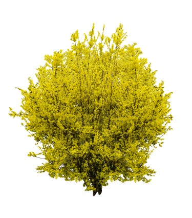 forsythia bush trimmed