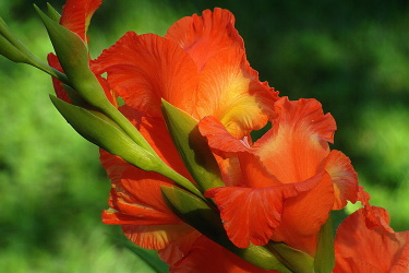 gladiolus fiery orange