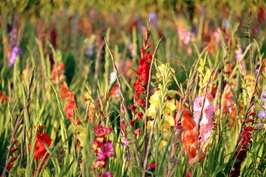 gladiolus beginners guide gladiolus plants in a field