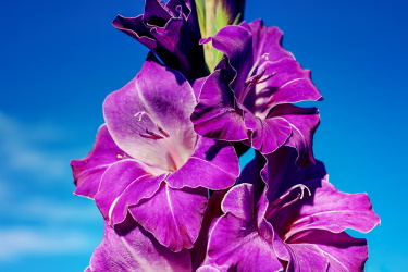 gladiolus flower purple