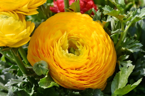 ranunculus flower yellow