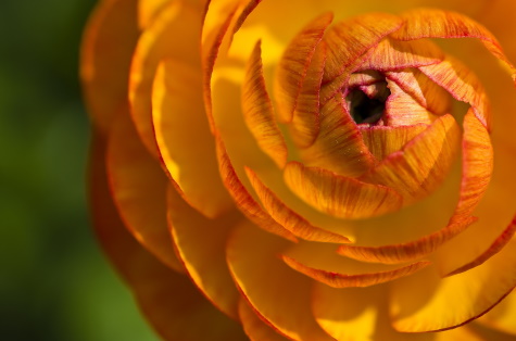 ranunculus flower 