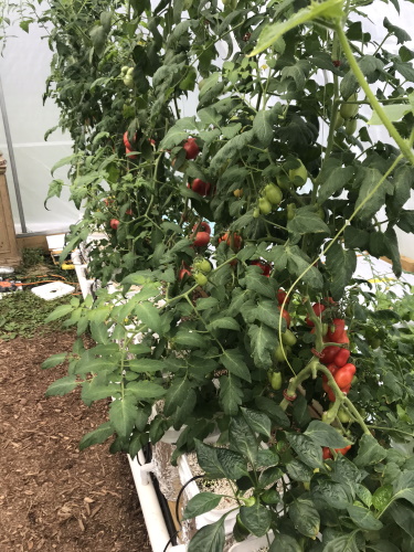 roma tomatoes growing hydroponically in a greenhouse