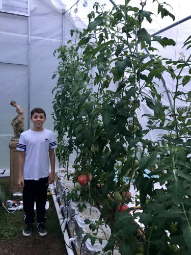 roma tomatoes in a greenhouse with my son
