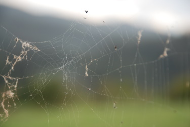 spider mites web
