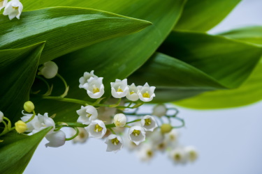 Lily of the valley close up shot