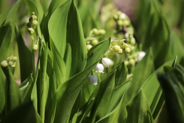 Lily of the valley in a field
