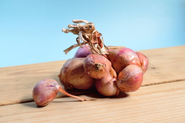 growing onions demystified shallots 