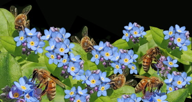 forget me nots flowers with bees