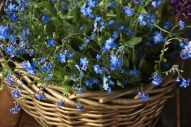 forget me nots in a wicker basket indoors