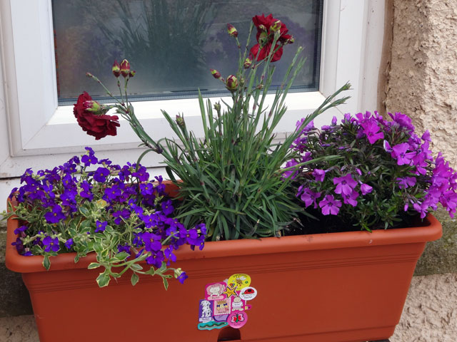 Types of Planters for Window Box Gardening