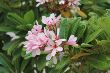 Plumeria Plant Tips And Care Guide